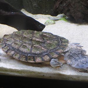 Amazonia - Mata Mata