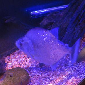 Amazonia - Violet line piranha