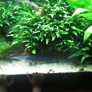 Amazonia - Retzer's Elephant-nose Knifefish