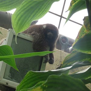 Amazonia - White-eared titi