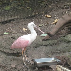 Amazonia - Roseate spoonbill