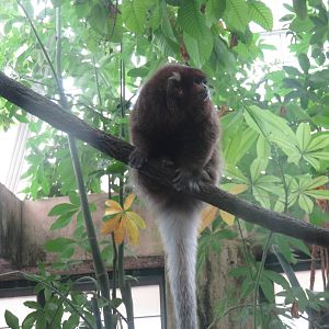 Amazonia - White-eared titi