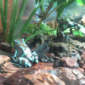 Amazonia science gallery - Green and Black poison dart frog.
