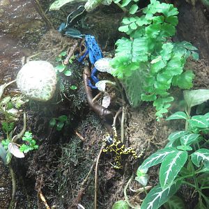 Amazonia science gallery - Poison frogs