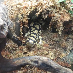 Amazonia science gallery - Western tiger salamander