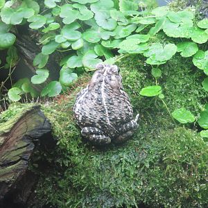 Amazonia science gallery - Fowler's toad