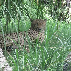 Cheetah Conservation Station - Cheetah
