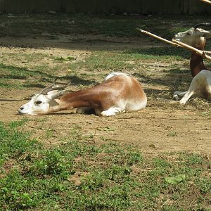 Cheetah Conservation Station - Dama Gazelle