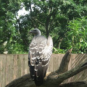 Cheetah Conservation Station - R?ppell's griffon vulture
