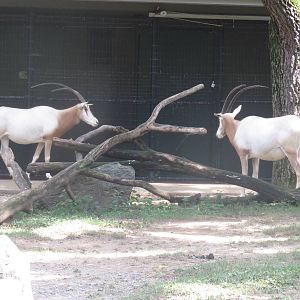 Cheetah Conservation Station - Scimitar horned oryx