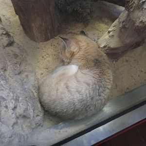 Small Mammal House - Sand cat