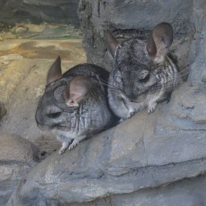 Small Mammal House - Chinchilla