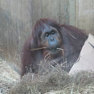 Great Ape House - Orangutan (hybrid) - Lucy