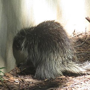National Zoo - North American porcupine