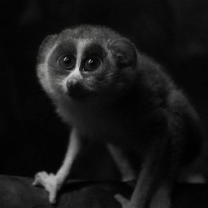 Northern dry zone slender loris