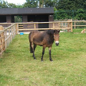 Exmoor Pony