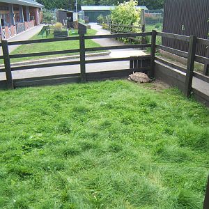 View of Sulcatta enclosure