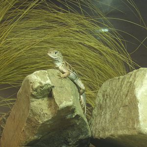 Madagascan Iguana (Chalarodon madagascariensis)