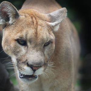 Aug. 2016 - Cat Canyon - Tecumseh