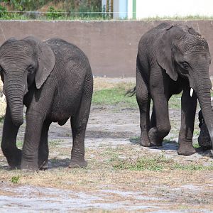 African elephants, July 2016