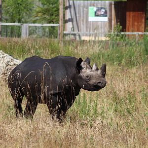 Black rhino, July 2016