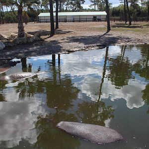 Hippo and sable antelope, July 2016