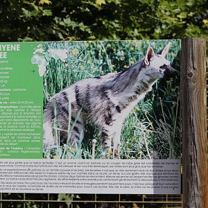 Striped hyaena sign, July 2016