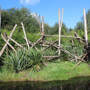Howler Monkey island, July 2016