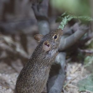 Neumanns grass rat : Cotswold WP : 14 Aug 2016