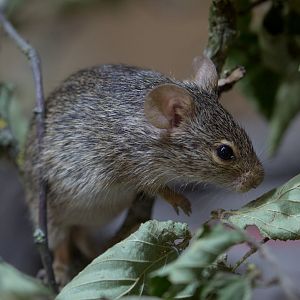 Neumanns grass rat : Cotswold WP : 14 Aug 2016