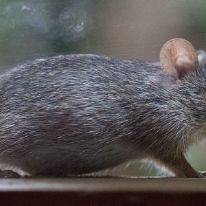 Neumanns grass rat : Cotswold WP : 14 Aug 2016