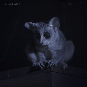 Northern lesser galago : Cotswold WP : 14 Aug 2016