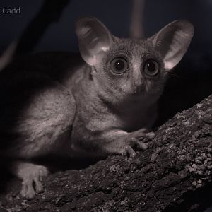 Northern lesser galago : Cotswold WP : 14 Aug 2016