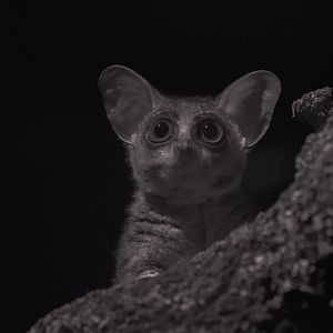 Northern lesser galago : Cotswold WP : 14 Aug 2016