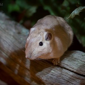 Common gundi : Cotswold WP : 14 Aug 2016