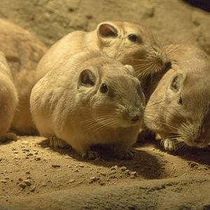 Common gundi : Cotswold WP : 14 Aug 2016