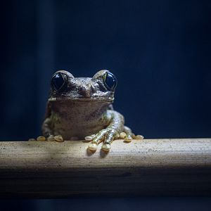 Peacock tree frog : Cotswold WP : 14 Aug 2016