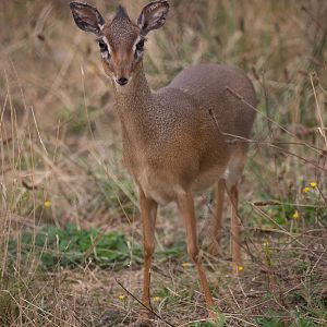 Kirks dik-dik : Cotswold WP : 14 Aug 2016