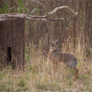 Kirks dik-dik : Cotswold WP : 14 Aug 2016