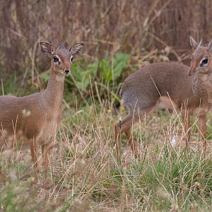Kirks dik-dik : Cotswold WP : 14 Aug 2016