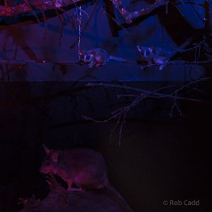 Northern lesser galago; Malagasy giant rat : Cotswold WP : 14 Aug 2016