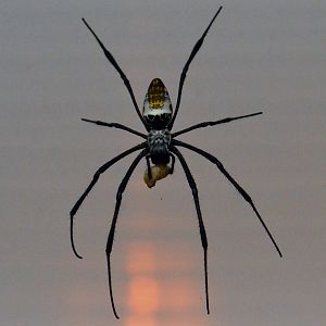 London Zoo 18/08/2016