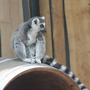 Ring-tailed lemur
