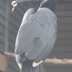 Abyssinian ground hornbill