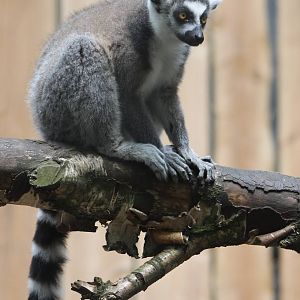 Ring-tailed lemur
