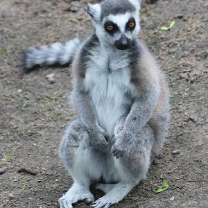 Ring-tailed lemur