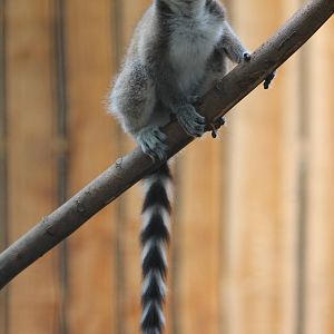 Very young Ring-tailed lemur