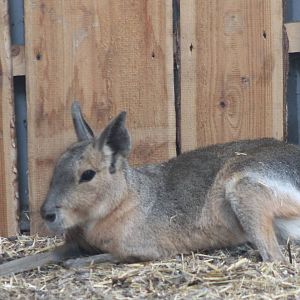 Patagonian cavy