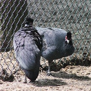 Crested guineafowl
