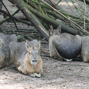 Patagonian cavies